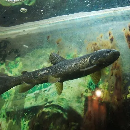 Zajazd Pod Chmurką Rabka